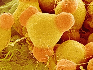 Pollen Grain Structure Drucke: Evening primrose pollen, SEM