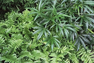 Helleborus Foetidus Drucke: Evergreen plants