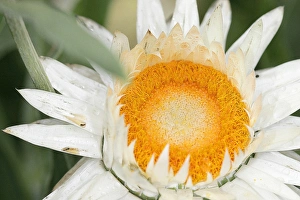 Australian Native Flora Drucke: Everlasting flower