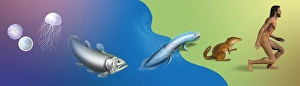 Evolutionary Biology Drucke: Evolution, conceptual artwork