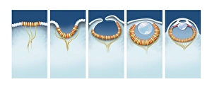 Drucke von Die Evolution des Auges, Computerkunstwerk. Es wird angenommen, dass das Auge ursprünglich als eine Menge leuchtstoffempfindlicher Zellen auf der Oberfläche eines Organismus entstand Bilder Datiert 2013 Januar: Entwicklung des Auges, Kunstwerk