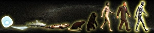 Human Evolution Timeline Drucke: Evolution of man