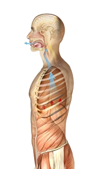 Respiratory System Artwork Drucke: Exhalation, artwork