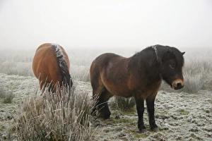 Frosty Landscape Photography Drucke: Exmoor ponies