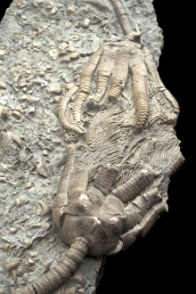 Triassic Period Fossils Drucke: Extinct Crinoids