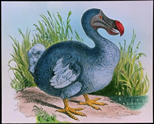 Endangered Species List Drucke: Extinct dodo