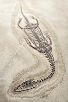 Extinct Marine Reptiles Drucke: Extinct Triassic Reptile