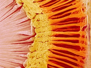 Augenanatomie, SEM