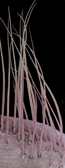 Drucke von Augenwuchshaare. Farbige Rasterelektronenmikroskopaufnahme (SEM) von AugenwuchsHaaren. Haare wachsen aus Follikeln in der Dermislage des Hauts Bilder Datiert 2002 Juni: Augenbrauen, SEM
