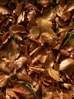 European Beech Photos Drucke: Fallen Beech leaves in autumn