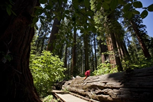 Sequoiadendron Giganteum Drucke: Fallen giant sequoia trunk