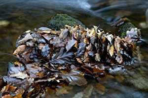 Autumn River Scene Drucke: Fallen leaves in a river