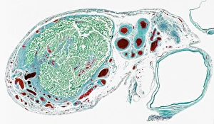 Female Reproductive System Drucke: Fallopian tube section, light micrograph