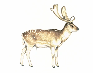 Middle Eastern Wildlife Drucke: Fallow deer, artwork