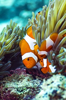 West Papua Fish Species Drucke: False clown anemonefish