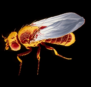 Fruit Fly SEM Drucke: False-col SEM of fruit fly