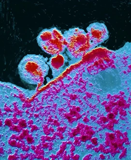 Human Immunodeficiency Virus Drucke: False-col TEM of AIDS virus budding from T-cell