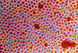 RNA Virus Drucke: False-col TEM of polio virus particles