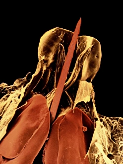 Invertebrate Wildlife Images Drucke: False colour SEM of a bee sting