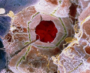 Drucke von Falschfarbendes Scanningelektronenmikroskopbild (SEM) der Zellstruktur innerhalb einer Lobe des Lebers Bilder Datiert 2004 Februar: Falschfarbener SEM-Bild des Zellbaus der Leberlobe