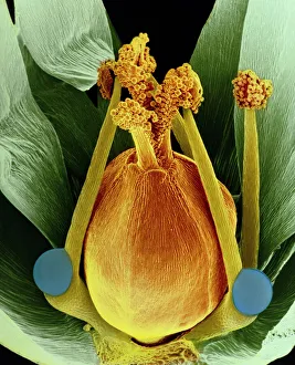 Drucke von Falschfarbendes Rasterelektronenmikroskopbild der Fortpflanzungsstrukturen einer Blüte von Stellaria media, dem Knabbergras Bilder Datiert 2005 März: Falschfarbendes SEM von der Blüte des Efeuweizens
