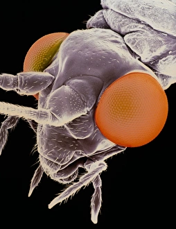 Falschfarbendes SEM-Bild des Kopf einer Schmetterlingsfliege