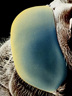 Falschfarben-SEM-Bild eines Auges einer Mückenschwanzfliege.