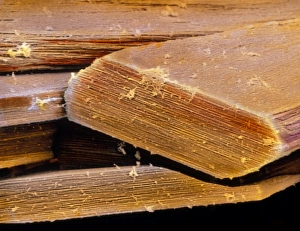 Bilder Datiert 11. November 2002: Falschfarbendes SEM-Bild von Lamellen im Kompaktknochen
