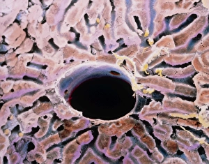 Scanning Electron Micrograph SEM Images Drucke: False-colour SEM of a lobule of the liver