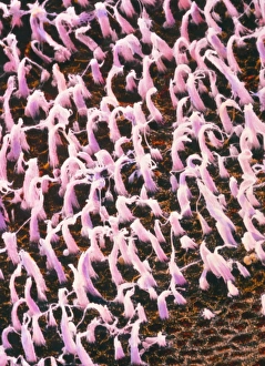 Drucke von Die Innere Ohren Bilder Datiert 2002 Juli: Falschfarbener SEM-Bild der Macula utriculi des Innerears