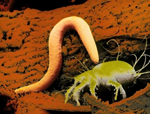 Bilder Datiert 17. Februar 2003: Falschfarbener SEM-Bild eines Nematodenwurms und des Akaris siro
