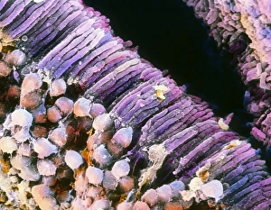 Visual Sense Organs Drucke: False-colour SEM of the structure of the retina