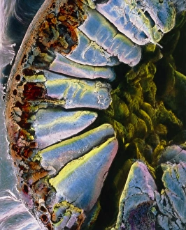 Drucke von Falschfarbendes Rasterelektronenmikroskopbild (SEM) einer Schnittstelle durch den Duodenum. Die Darmwand hat Muskelschichten (links, braun) Bilder Datiert 2003 September: Falschfarbendes SEM durch den Wänden des Duodenums