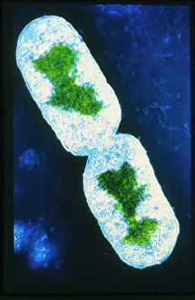 DNA Drucke: Falschfarbendes TEM-Bild von Bakterium E. coli
