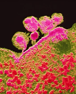 Human Immunodeficiency Virus Drucke: False-colour TEM of budding AIDS viruses