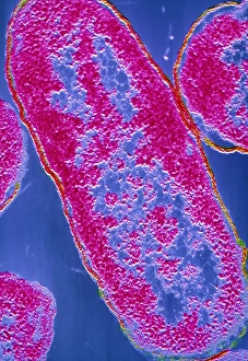 Falschfarbener TEM-Bild von E.-coli Bakterien