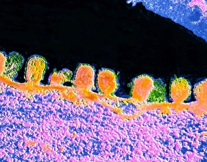 Drucke von Falschfarbendes Transmissionselektronenmikroskopbild (TEM) von Influenzaviren (Orange) aus der Oberfläche eines infizierten Zells. Die Grippe ist sehr ansteckend. Sie gehört zur Orthomyxovirusgruppe Bilder Datiert 2003 März: Falsche Farbtemperatur-EM von Influenza-Virusblüten