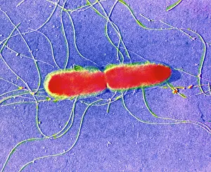 Bilder Datiert 15. Oktober 2003: Falschfarbendes TEM Bild von Salmonella typhi