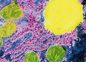 Human Body Organs Drucke: False-colour TEM of a section through a liver cell