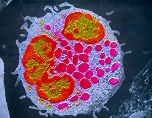 Immune System Cells Drucke: False colour TEM of a single basophil