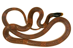 Amazon Rainforest Snakes Drucke: False coral snake