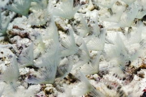 Coral Reef Invertebrates Drucke: Fan worms