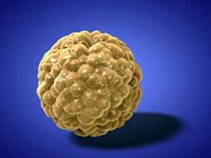 Human Body Anatomy Art Drucke: Fat cell