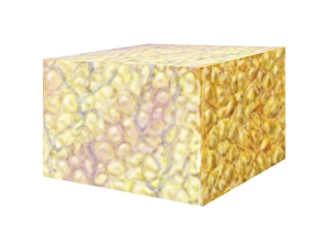 Cell Biology Images Drucke: Fat tissue, artwork