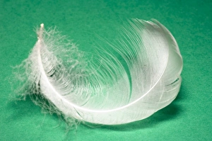 Bird Plumage Drucke: Down feather
