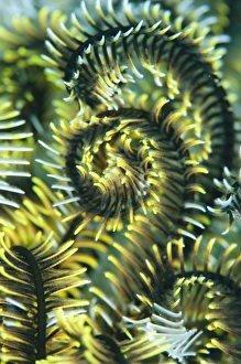 Underwater Photography Images Drucke: Detail of featherstar arm