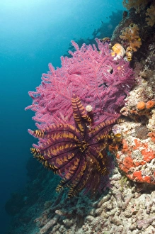 Echinoderm Pictures Drucke: Featherstars on a reef