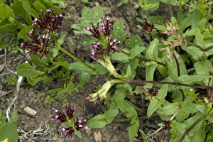 Mediterranean Botanicals Drucke: Fedia cornucopiae