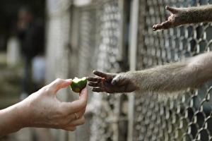 Captive Primate Behavior Drucke: Feeding a captive monkey