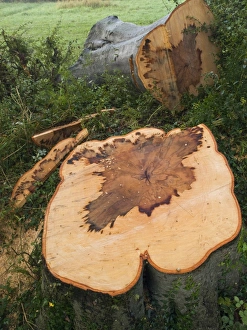 Beech Tree Fungus Drucke: A felled beech tree (Fagus sylvatica)